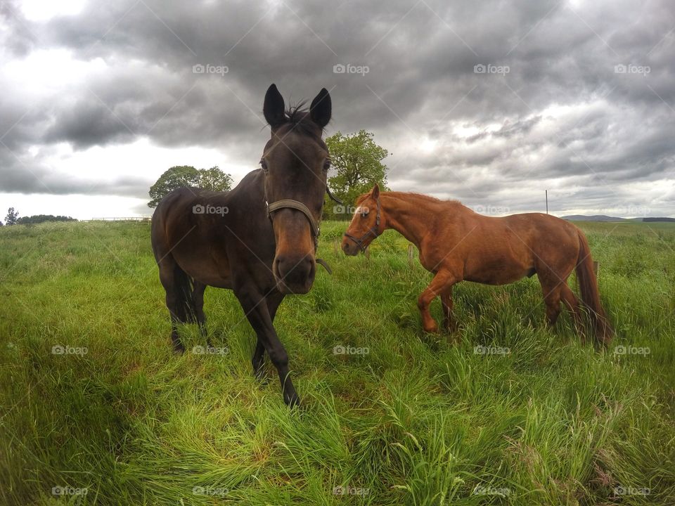 Horse in field