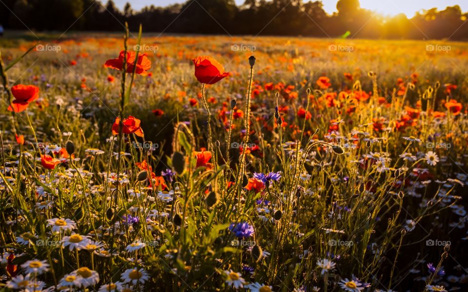 Wildflowers Field at the Sunset Light 