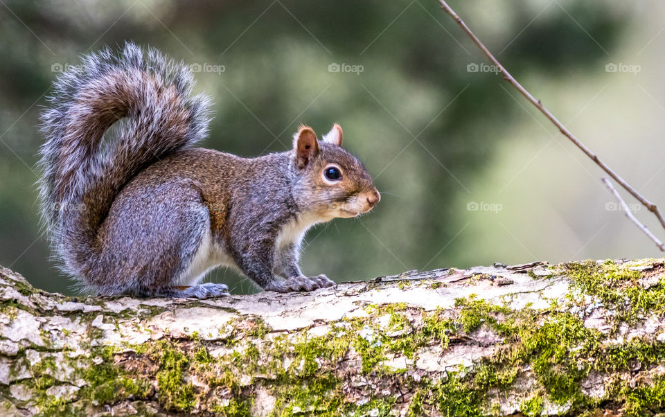Squirrel on a Tree 