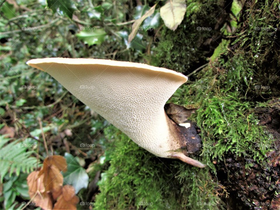 Close-up of mushroom