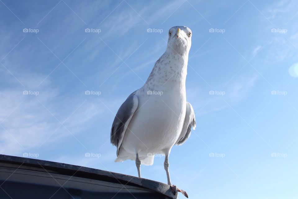 Curious Seagull