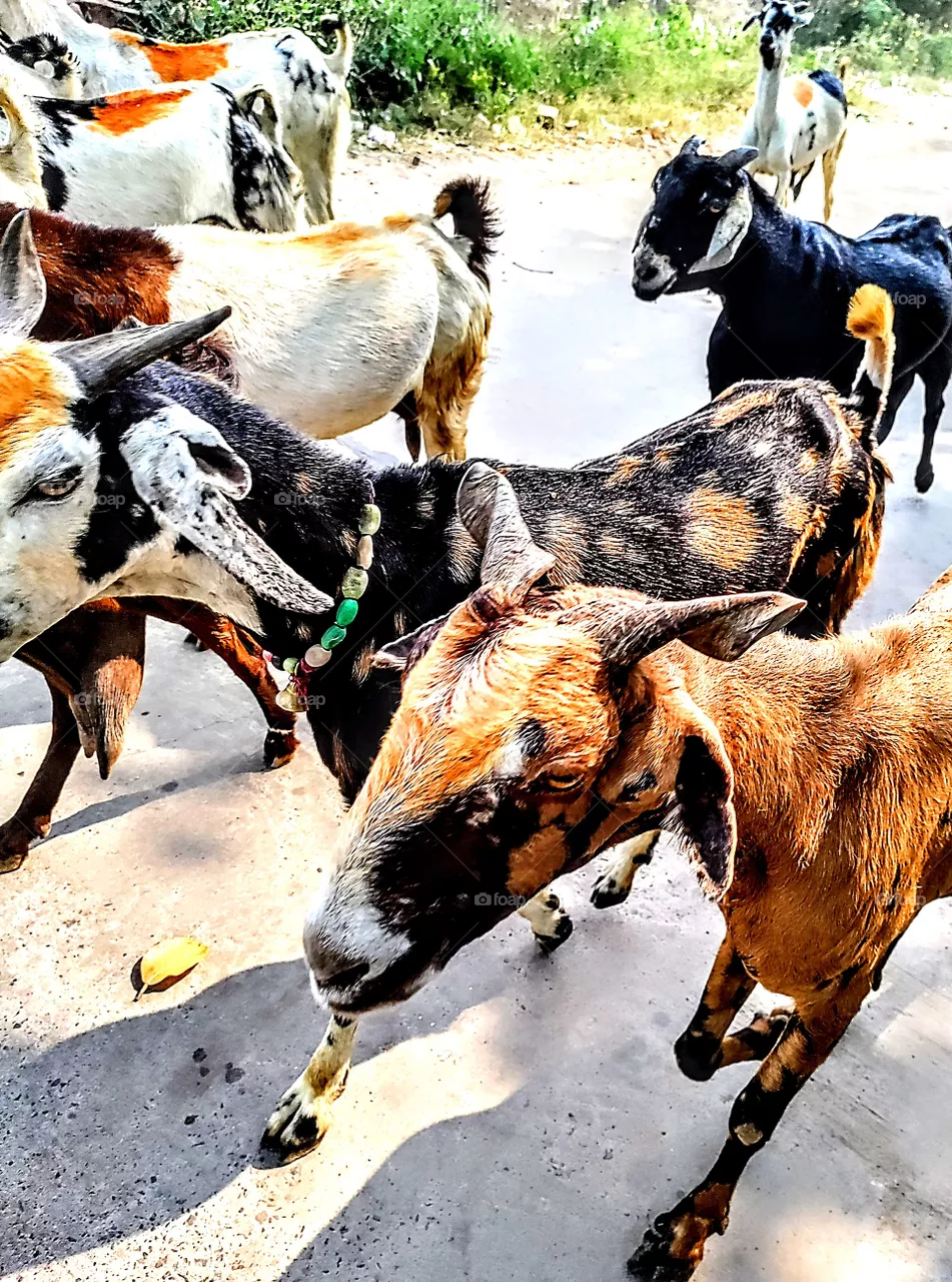 Goats