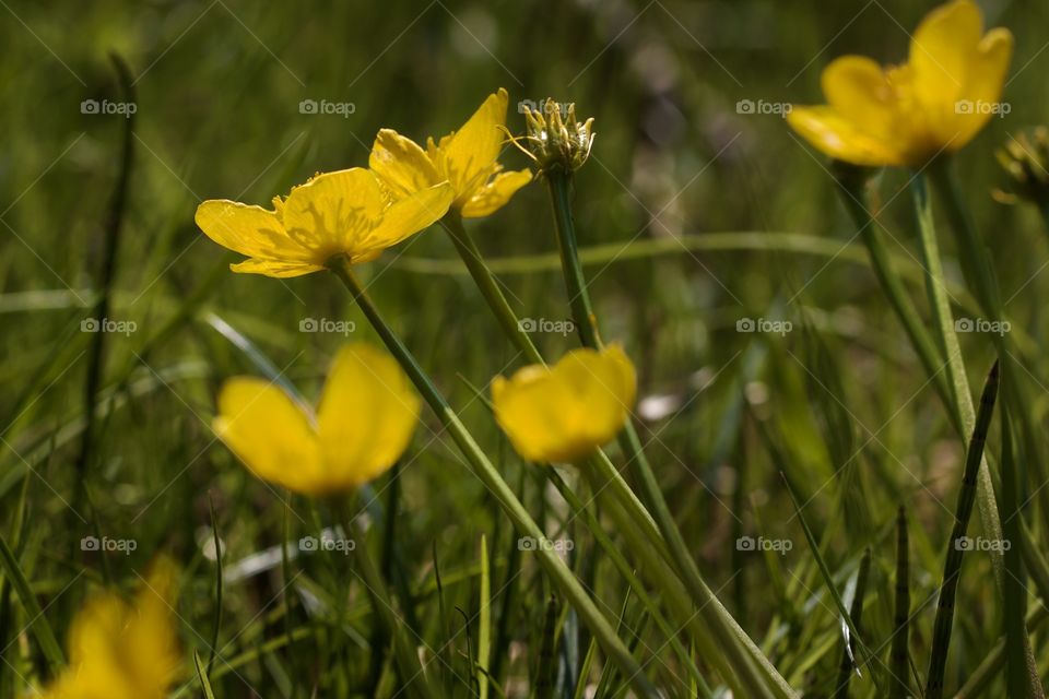 Buttercups