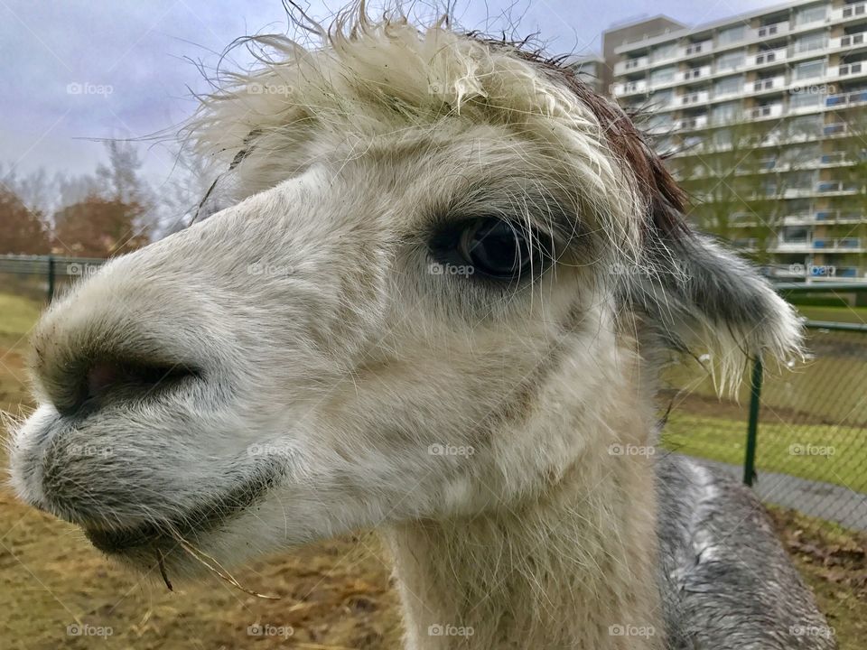 Alpaca close-up selfie