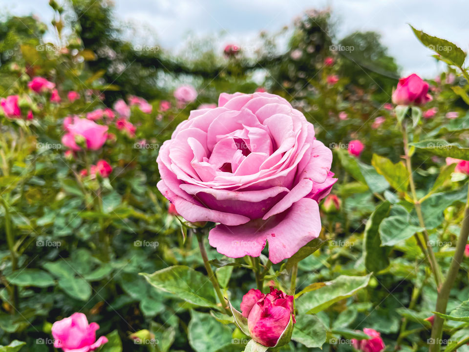 Rose flower blossom photograph from Queen’s Mary Garden Regent’s Park London 