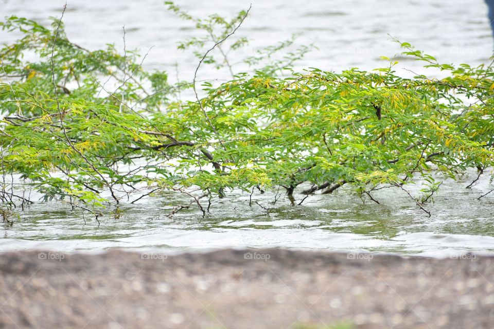 Vachellia nilotica also called  babul mostly seens in villages