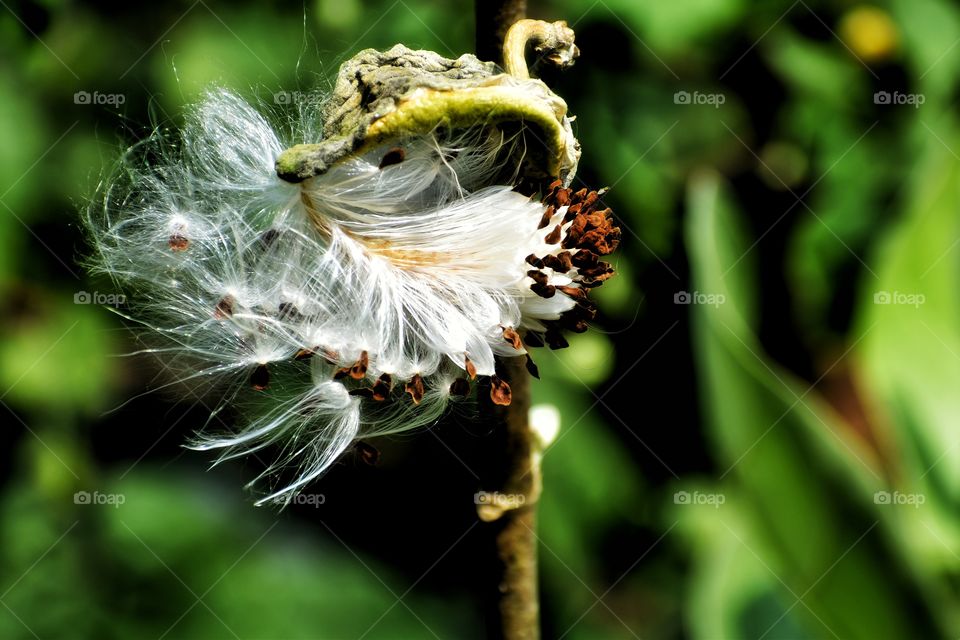Delicate and hairy seeds of Calotropis ready to disperse.