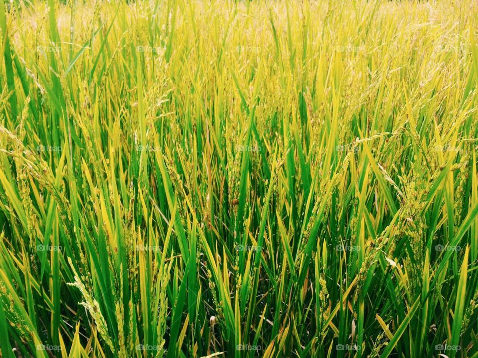 paddy field. at bandung indonesia