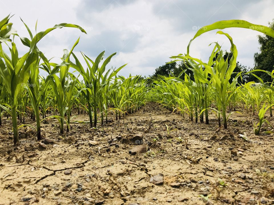 corn, field with corn, clouds and corn