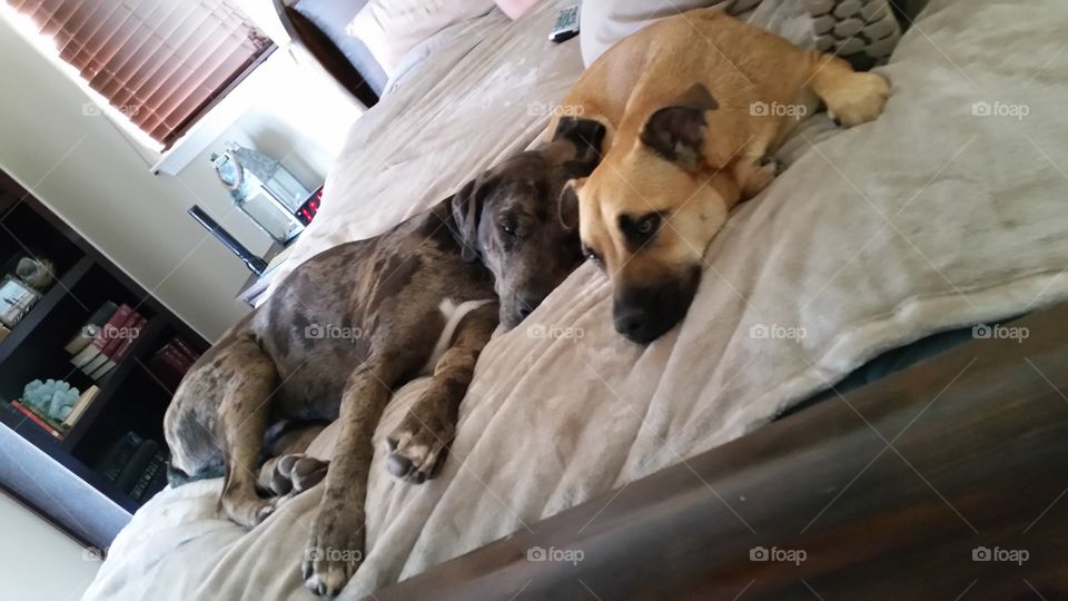 Resting dogs after a day of play