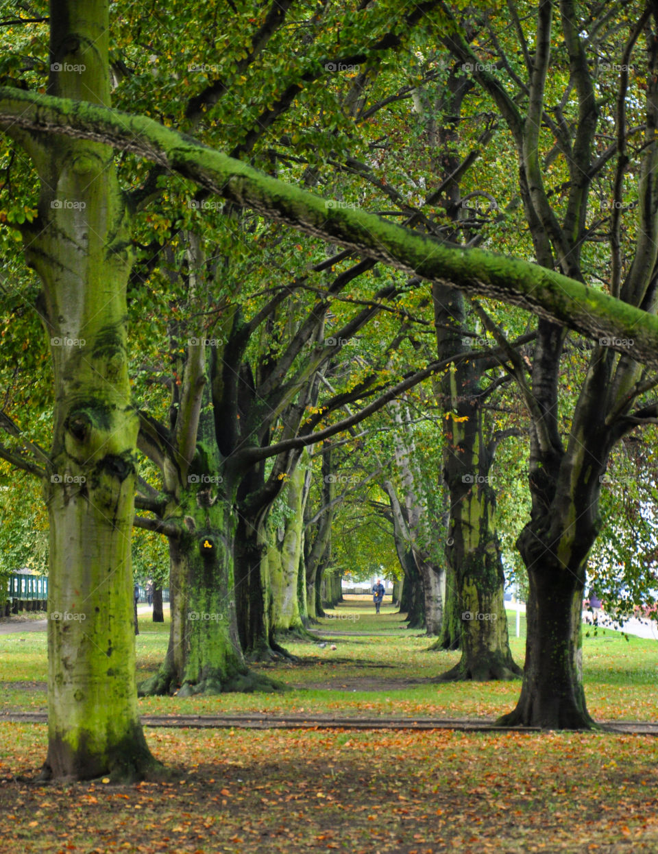 Autumn woods . In Gdynia Poland 