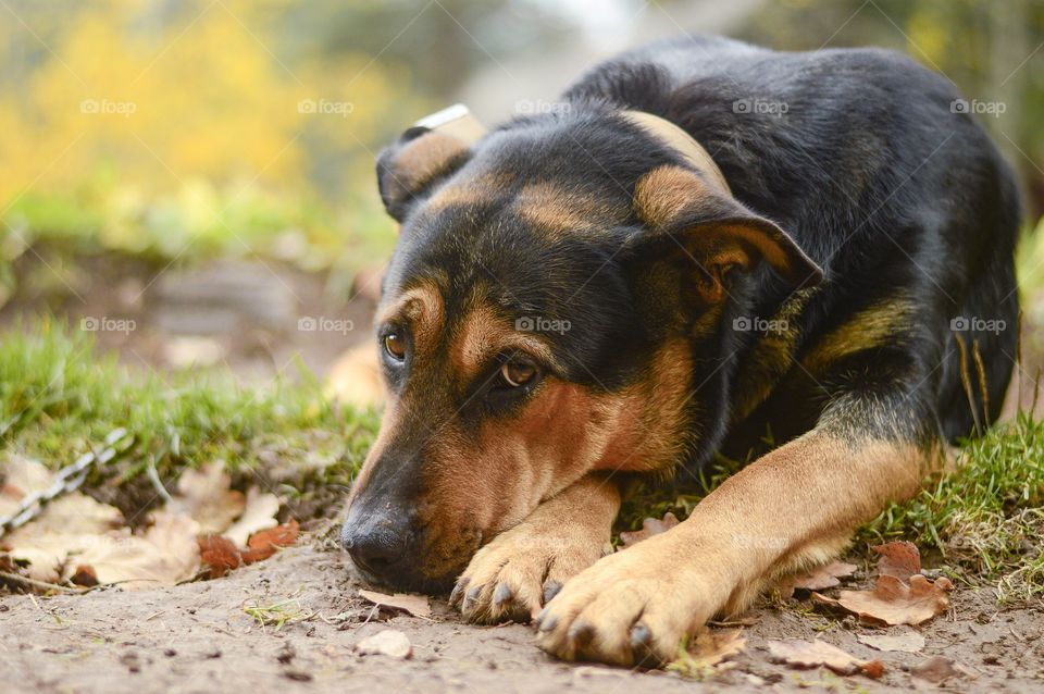 It always looked like to me that this dogs eyes are speaking for how she feels when shes chained to the chain.