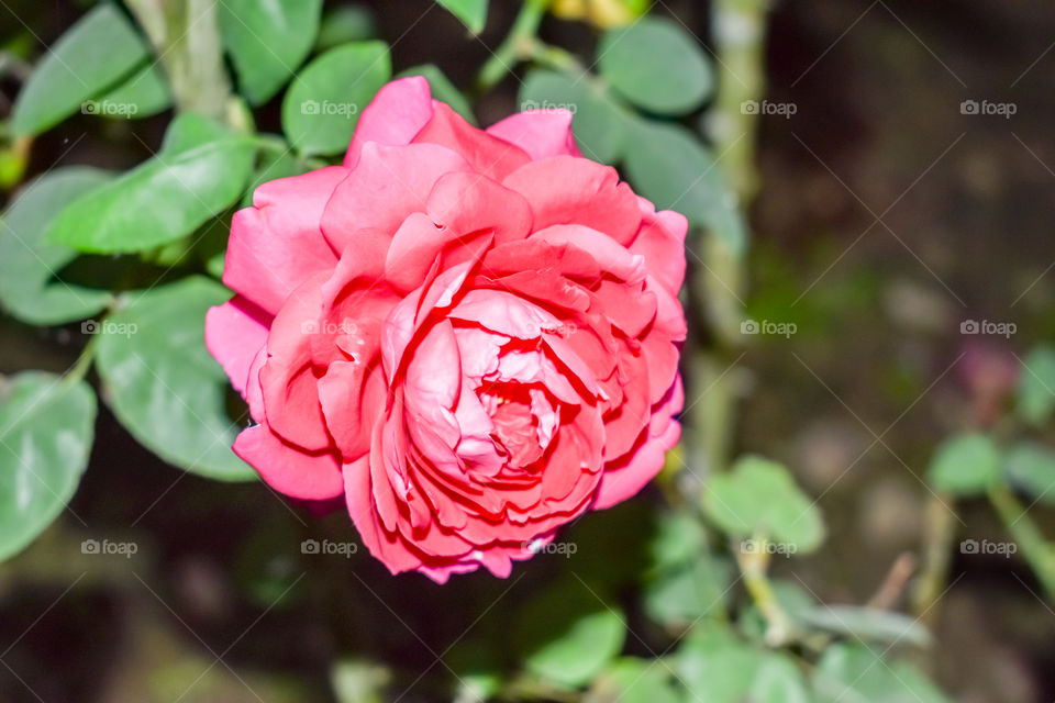 Close up beautiful many red rose on green branch. Rose and bud on garden. Valentines background. Pink rose with fresh leaves branches. Spring summer wedding romantic elegant date marriage symbol.