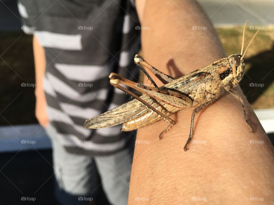 Boy with grasshopper
