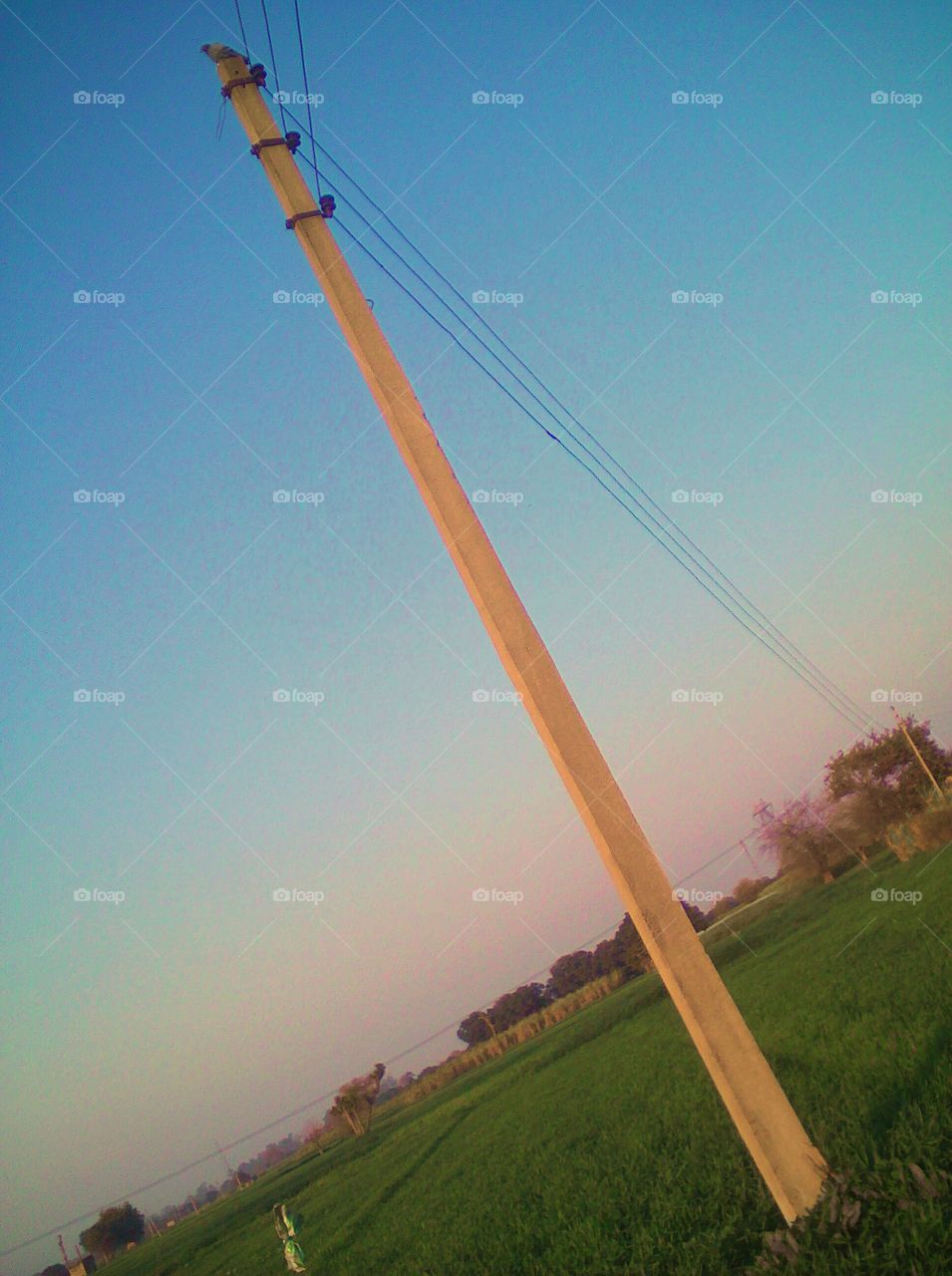 Pole in the fields