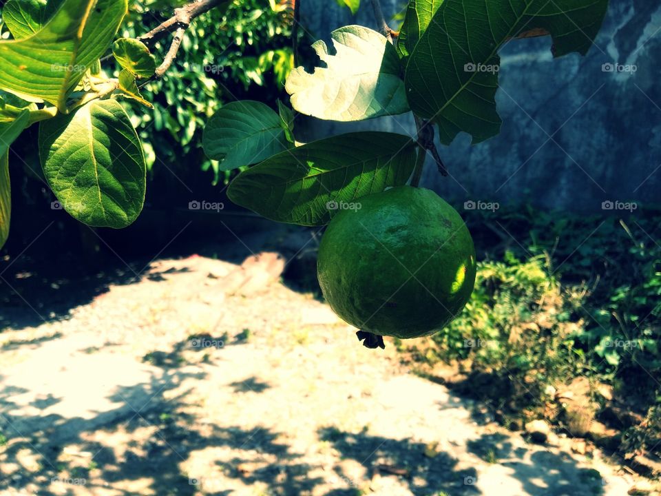 Guava fruit