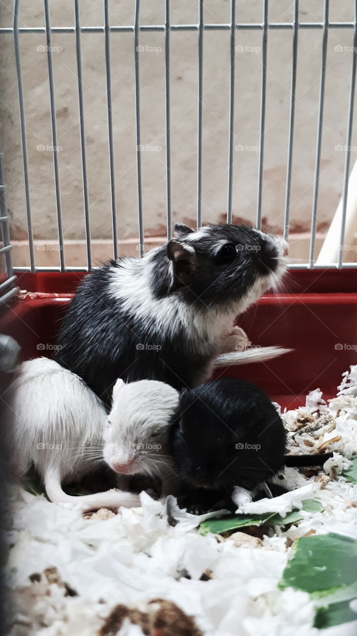 mama gerbil watching her babys