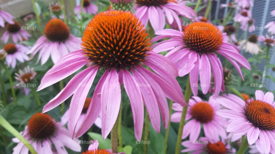 coneflowers