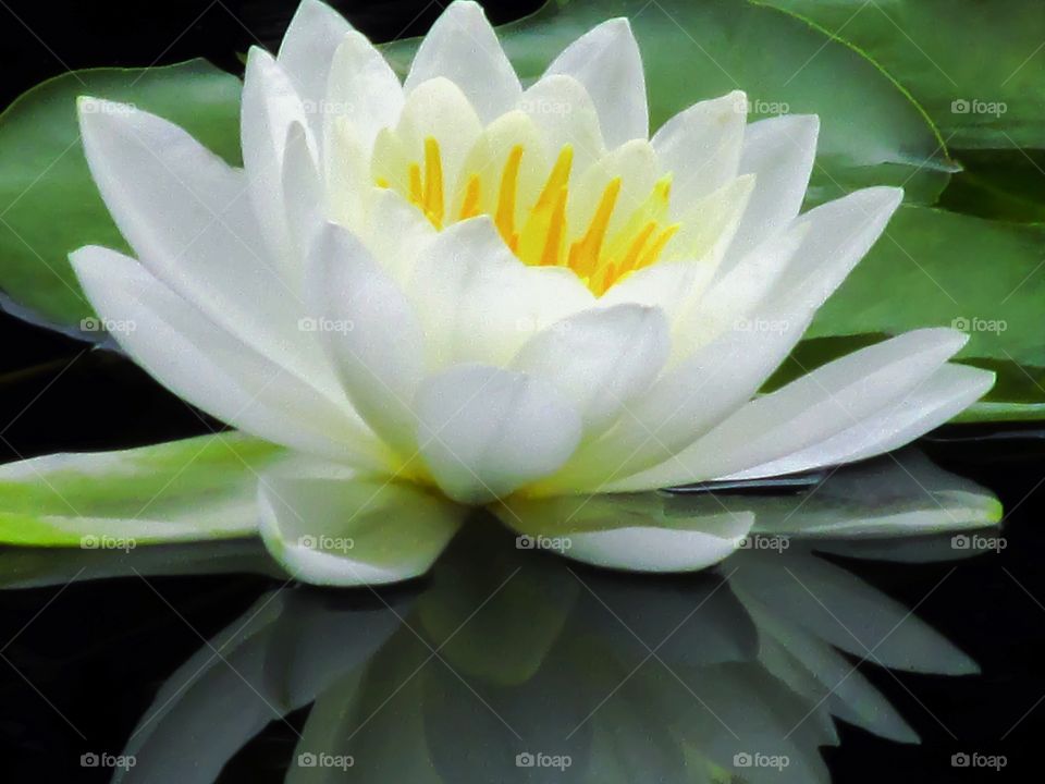 Peaceful Reflections