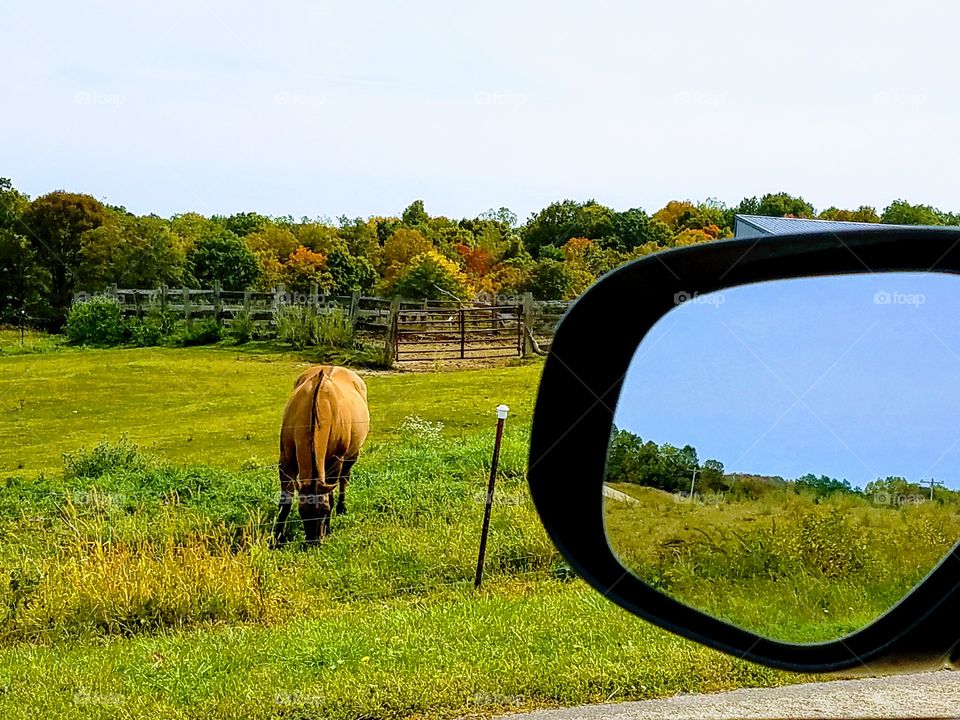 While driving the back roads we love seeing the small farms with the old buildings and the livestock.  It reminds me when I was young.