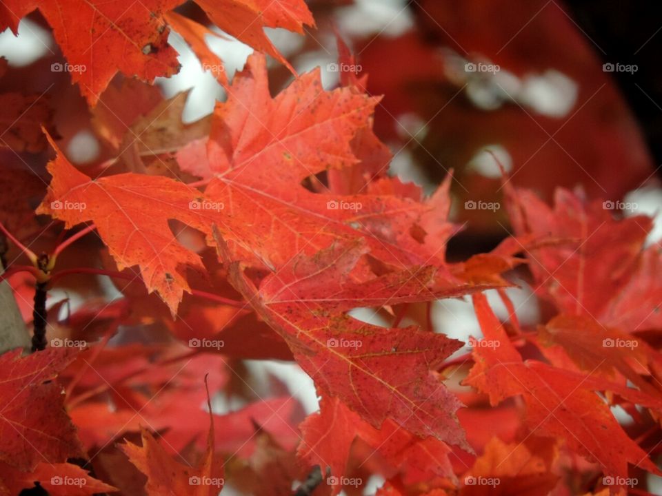 Maple Leaves