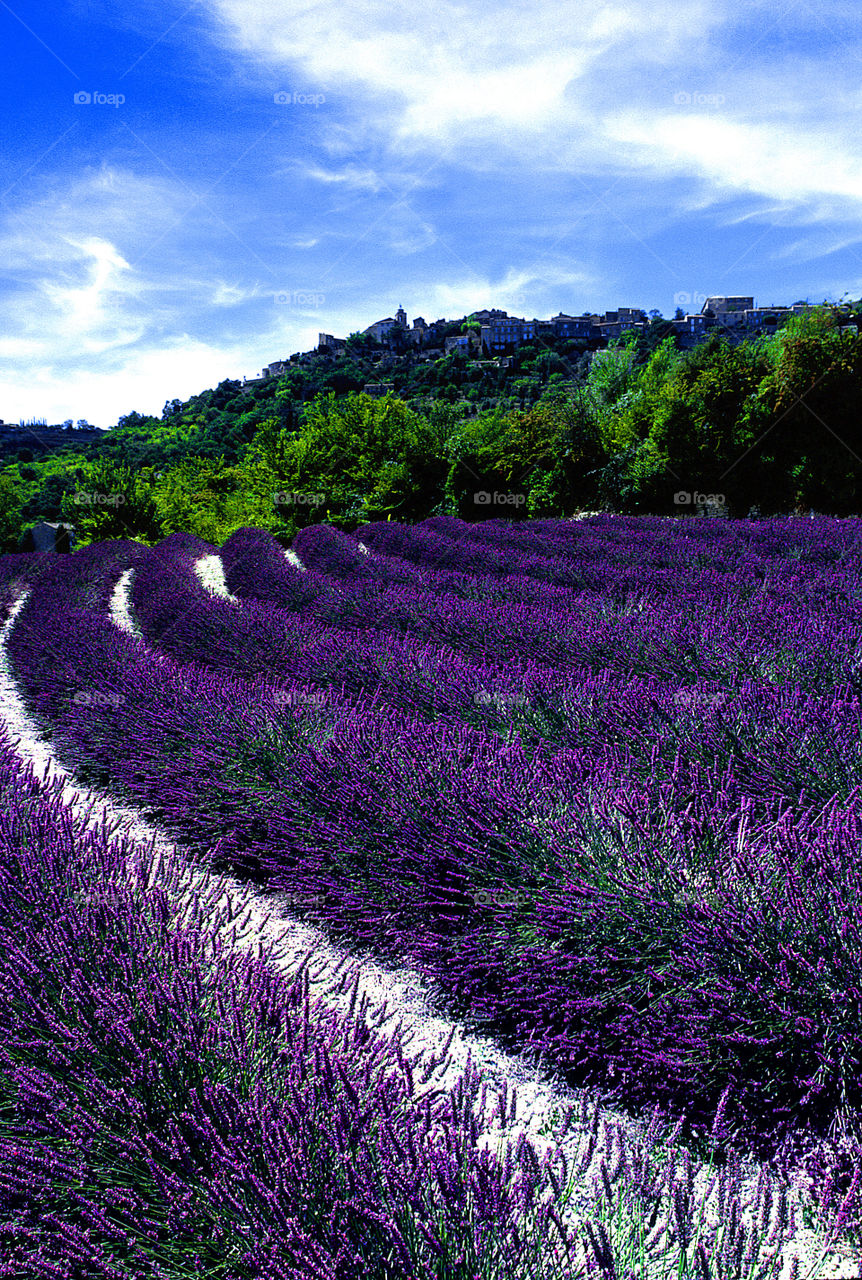Lavender. Provence 