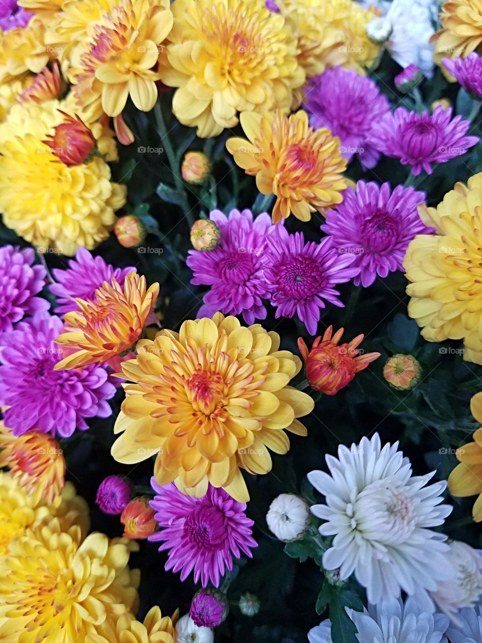 Mums in the Fall