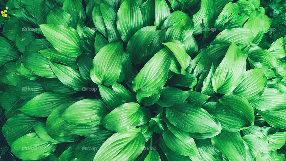 green leaf texture