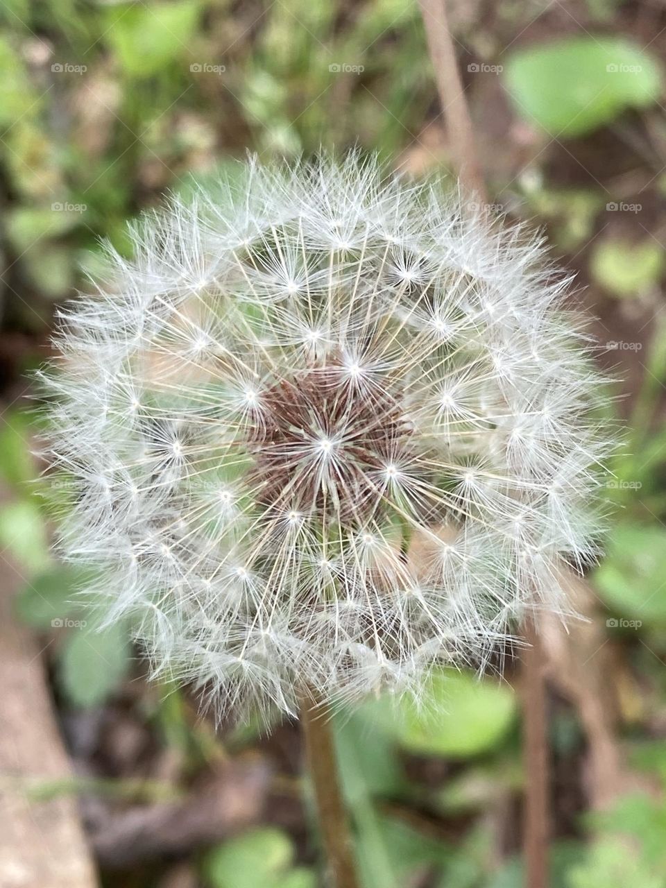 Dandelion