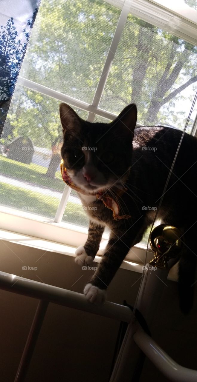 my kitty in a window