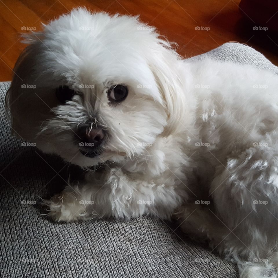 cute Maltese shitzu dog resting