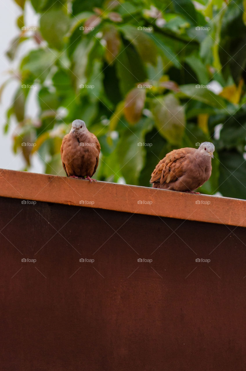 Two litte doves on the roof.