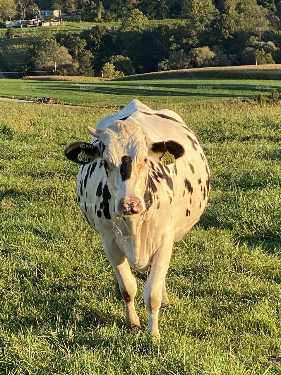 Mooooo 