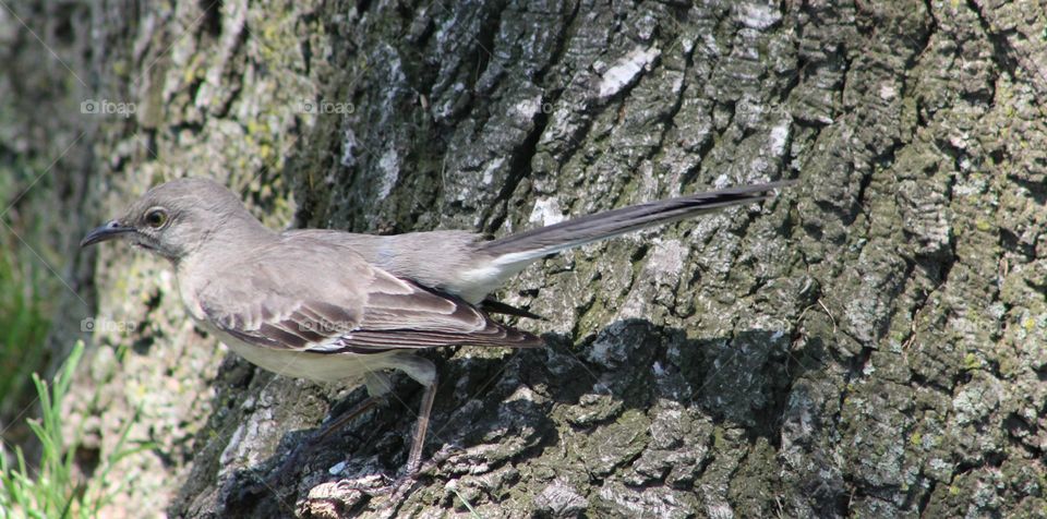 Young northern mockingbird standing on tree trunk 