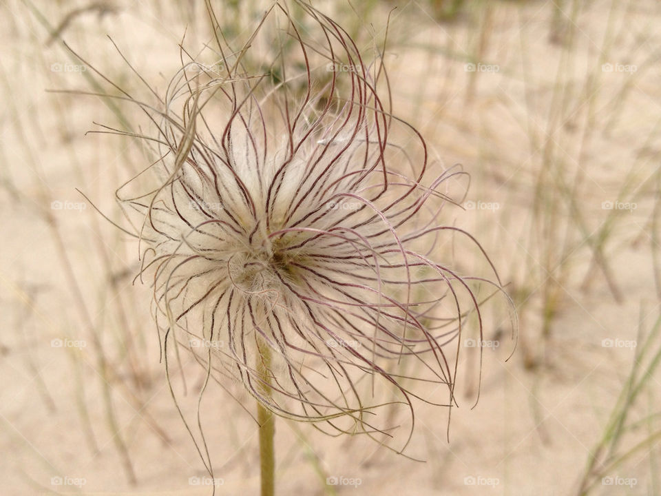 flower macro abstract artistic by ips
