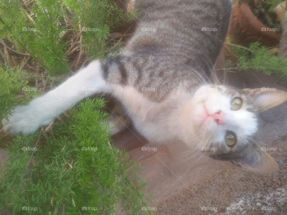 Beautiful cat looking at camera