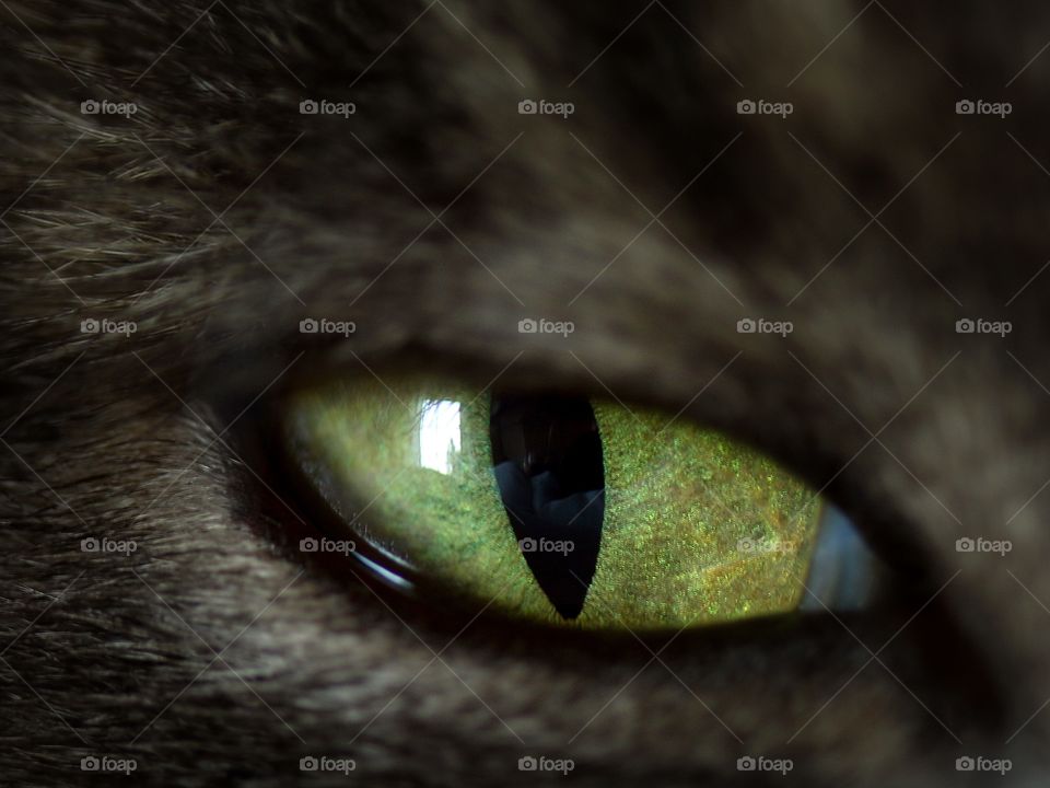 Close-up of a cat's eye