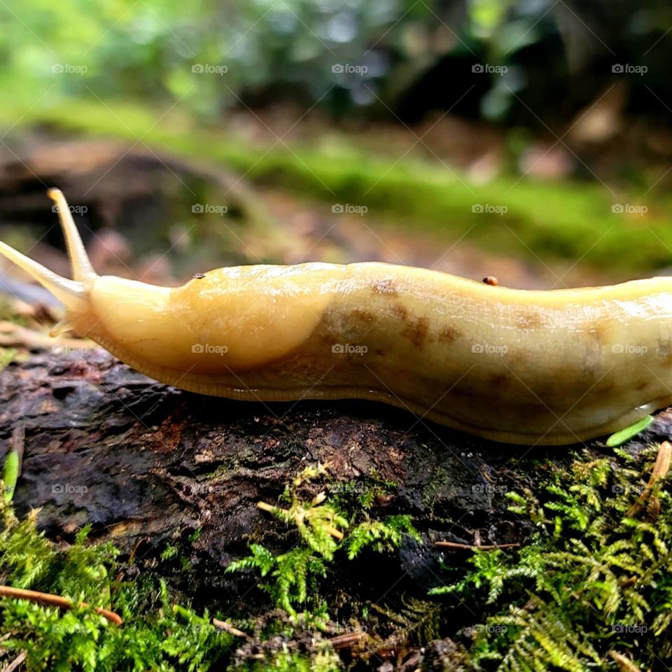 slug in a forest