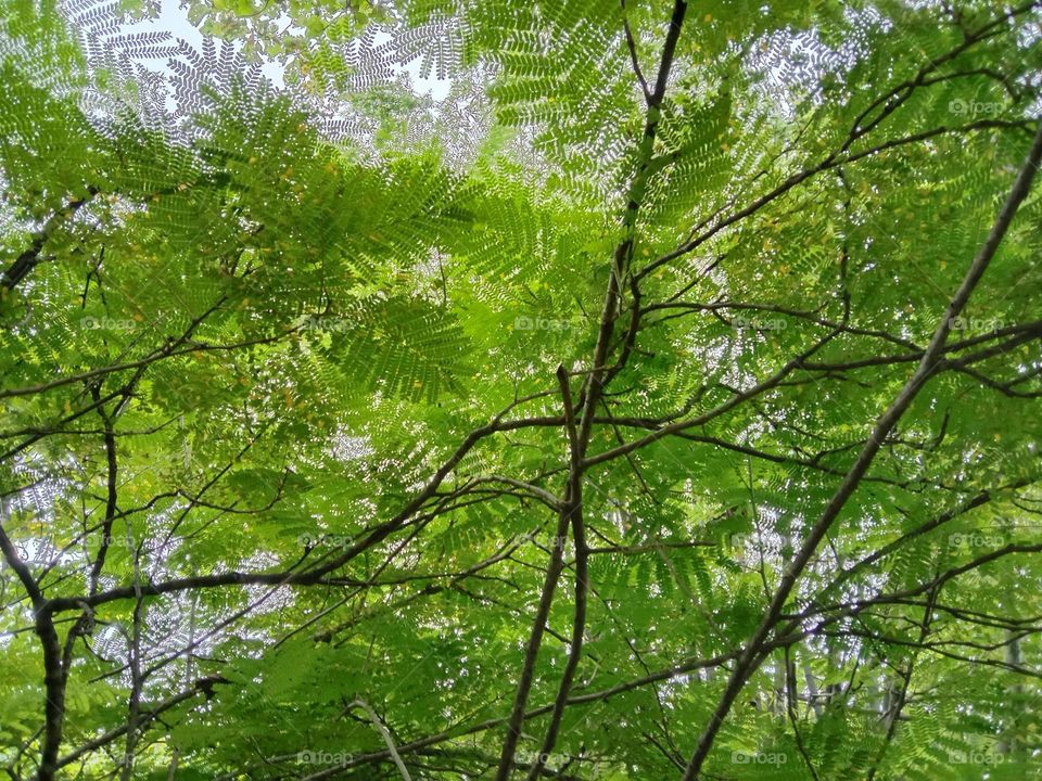 green background. natural photography, tree. forest.