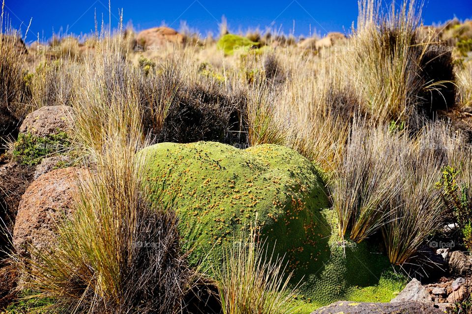 Yareta (Azorella compacta)