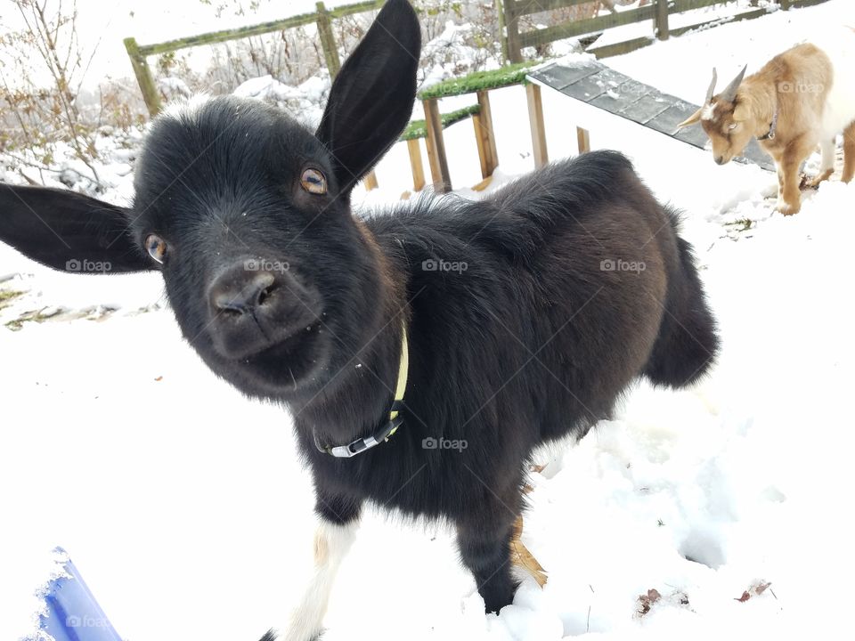 Fainting goat in snow