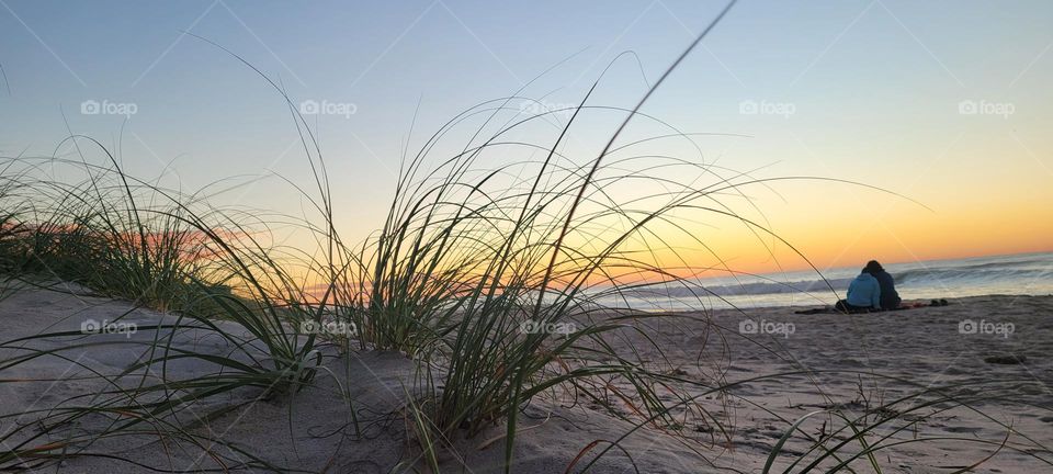Beach Grass