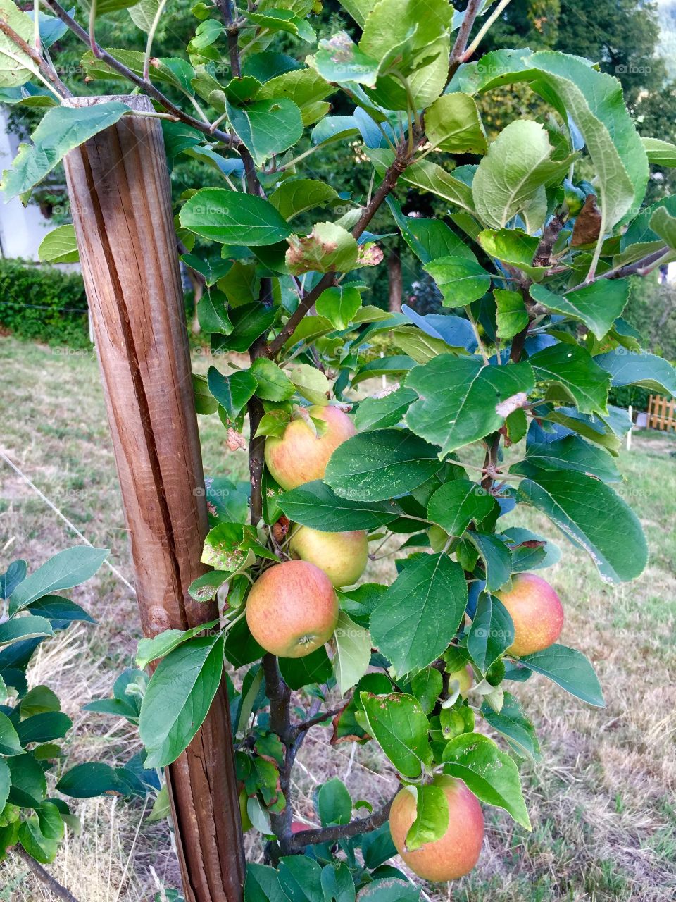 Fresh apples . Fresh apples growing on a plantation at a local farm.