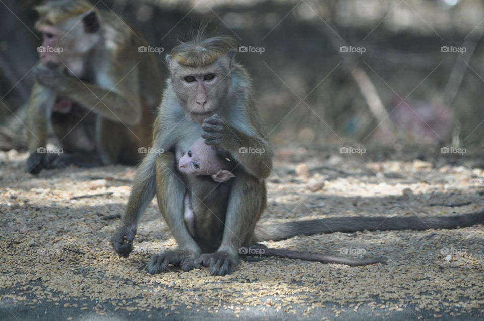 baby mother monkey protection by irallada