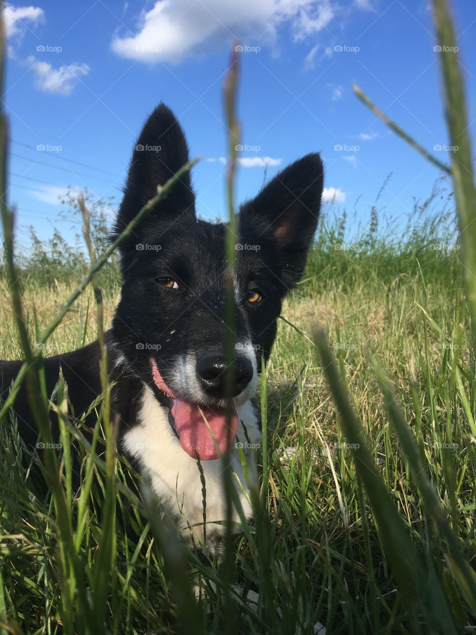 Beautiful shot of a collie lying down among grasses her ears are large and there is an amazing blue sky behind her