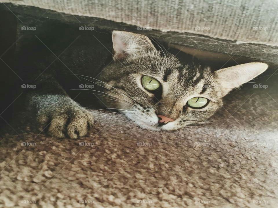 Cat Playing Hide