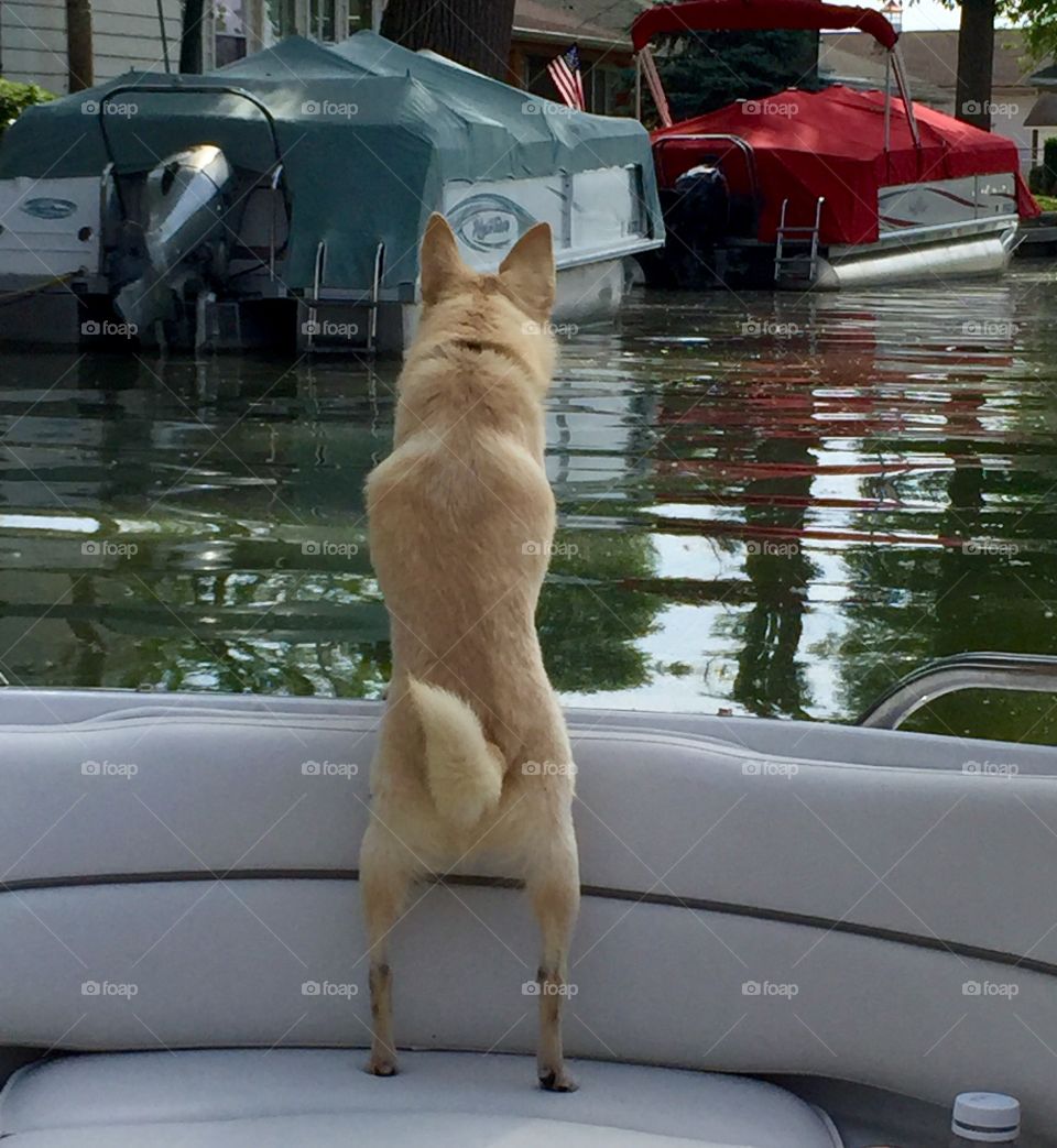 Boating is a dog's life