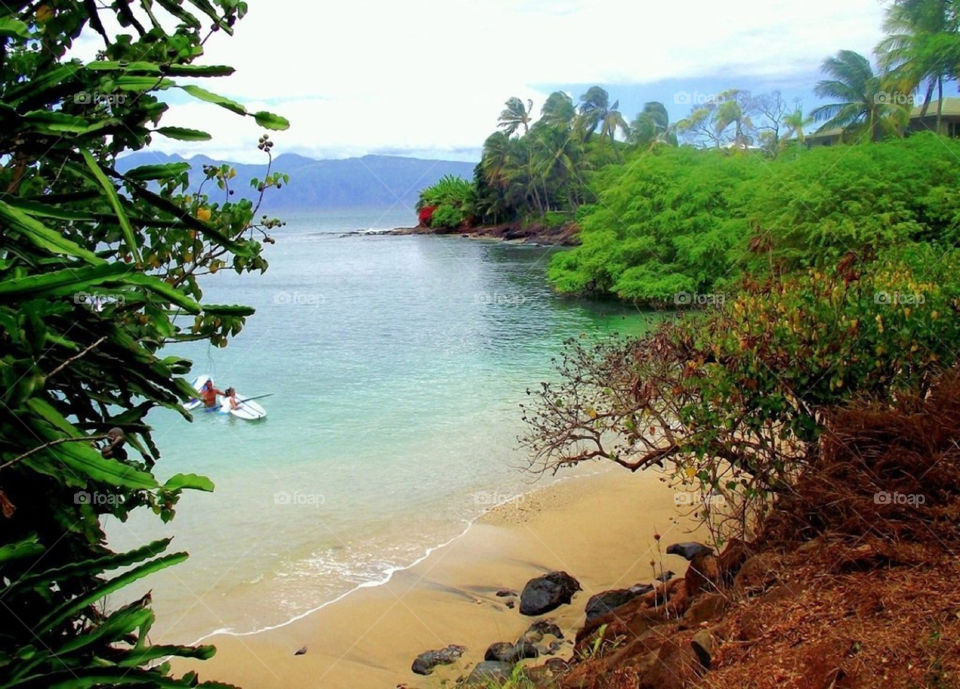 hawaii beach green tree by Balloo