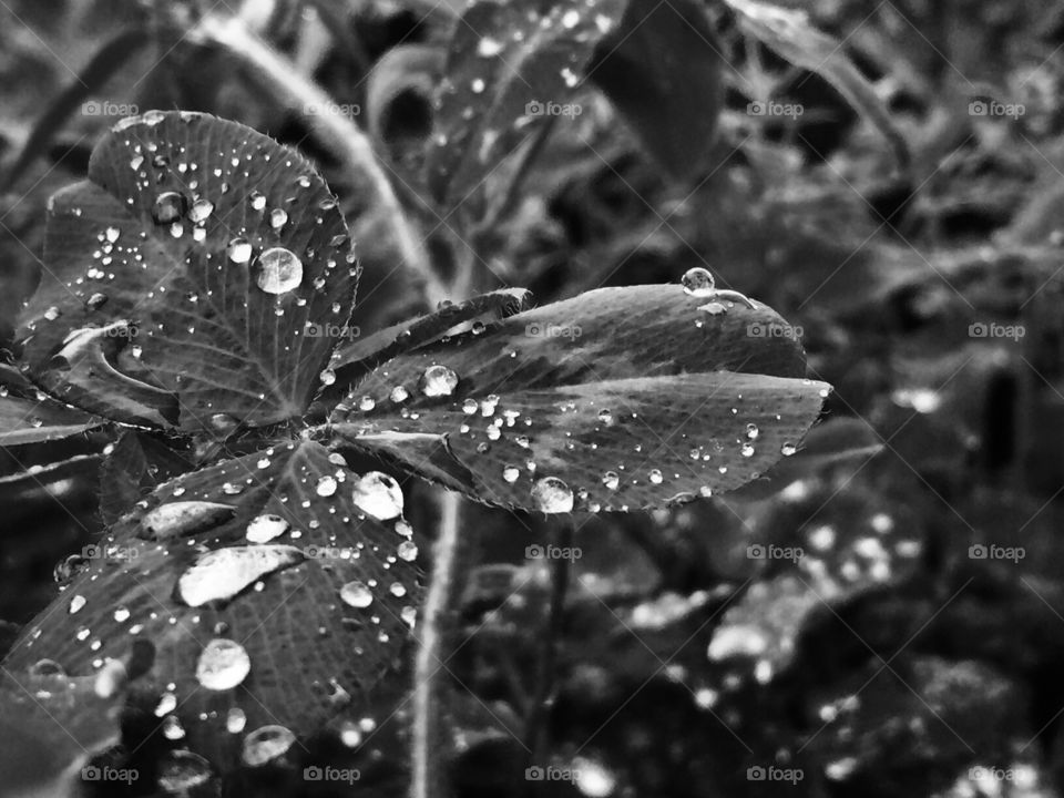 Raindrops on clover