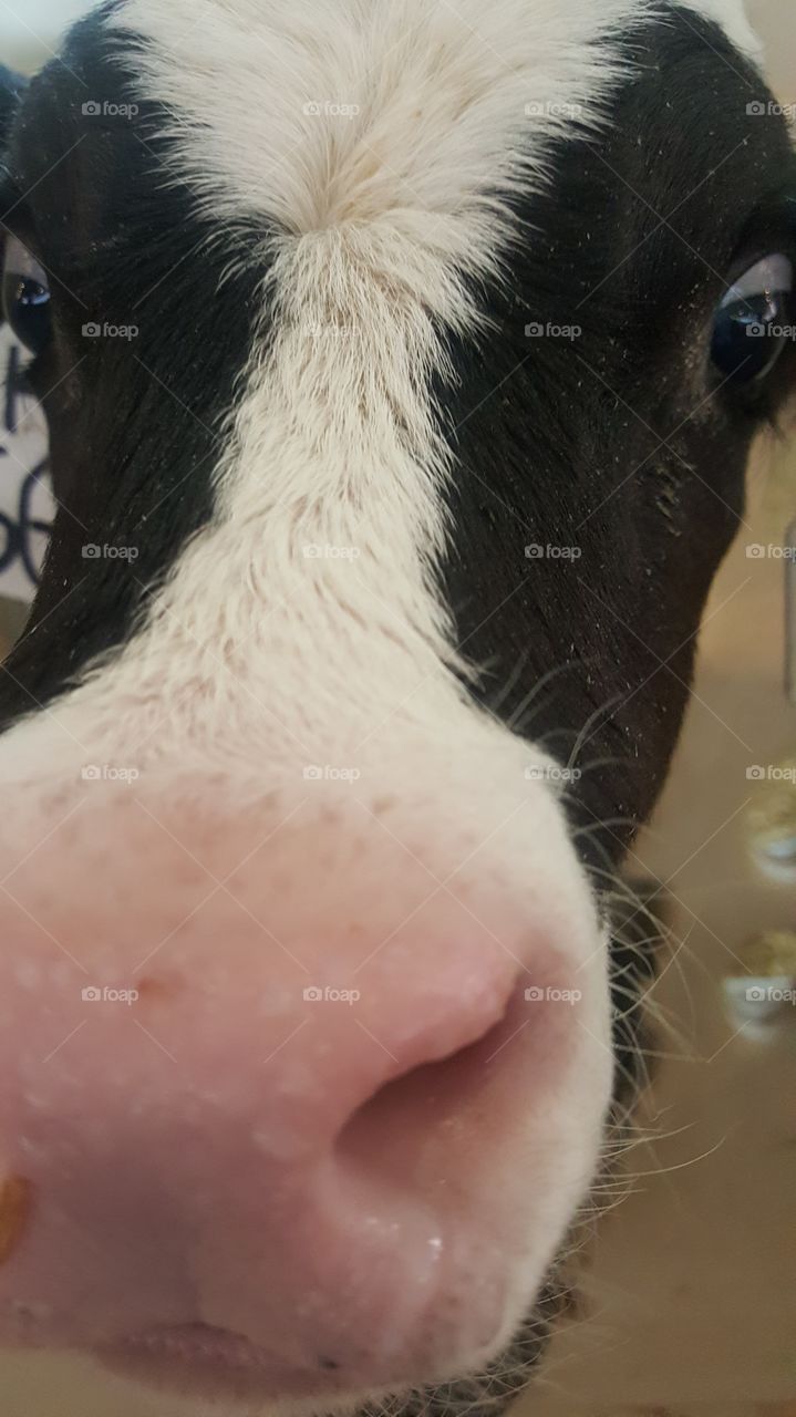 Cow Selfie